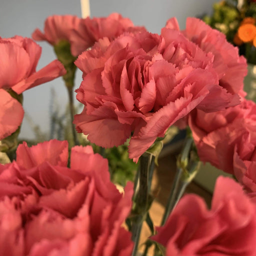 Garofano rosa fiori-rimini