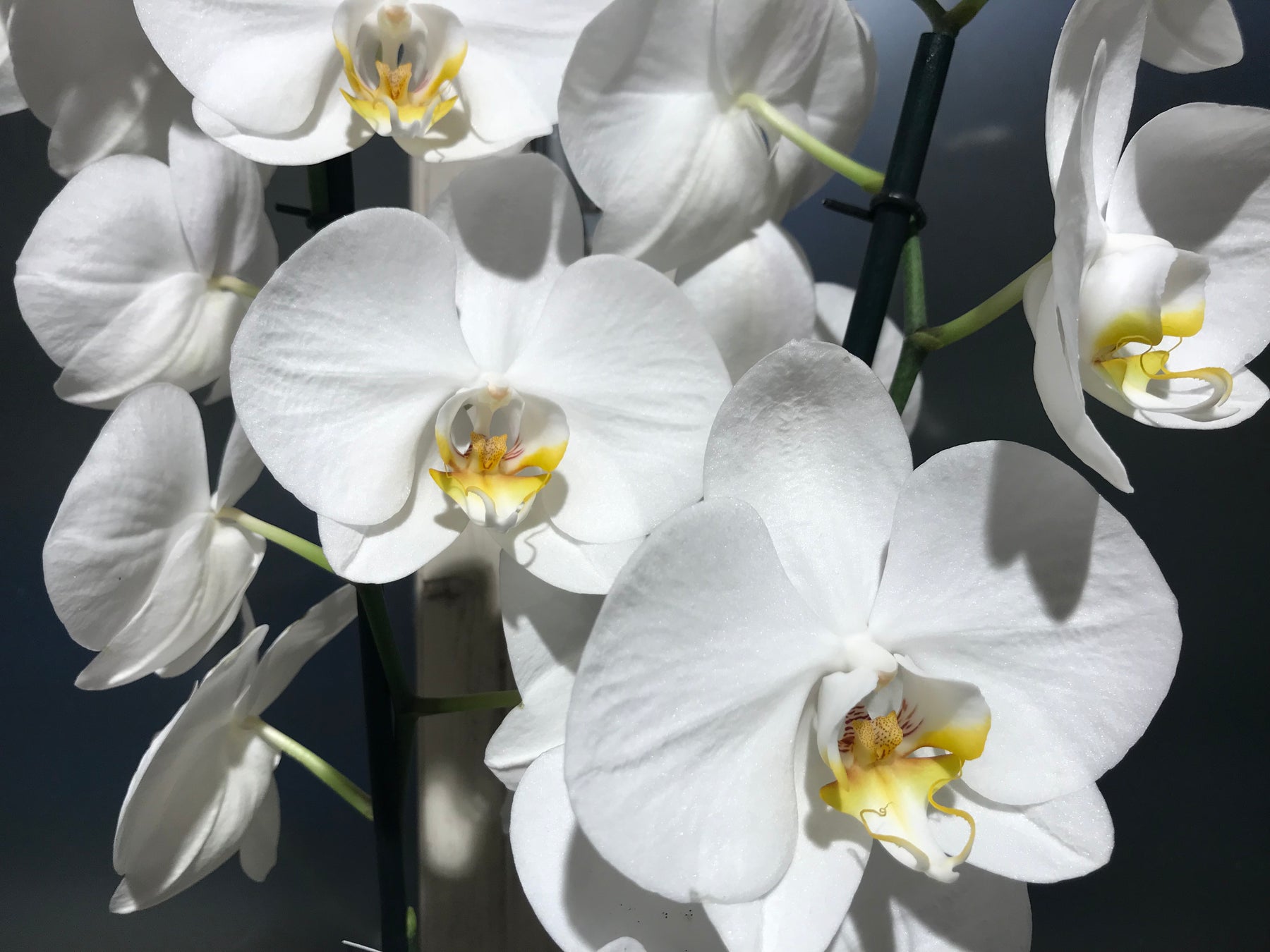 Come curare le vostre Orchidee Phalaenopsis