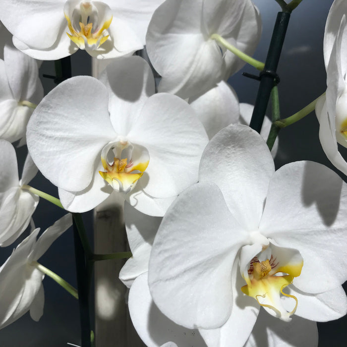 Come curare le vostre Orchidee Phalaenopsis