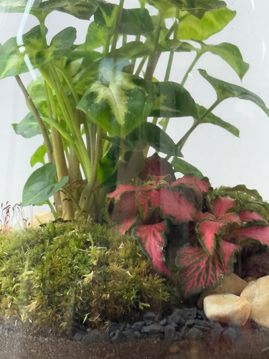 Terrarium Rimini Sally 001 - Green Mix