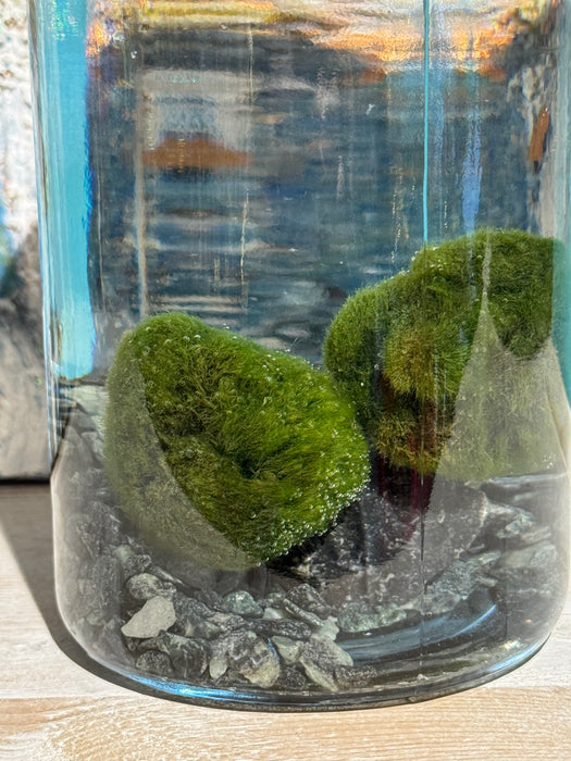 Marimo Alga Giapponese in contenitore in vetro con fondo di sassi.