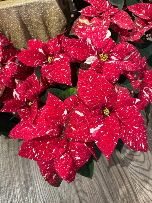 Stella di Natale Variegata - Altezza 55