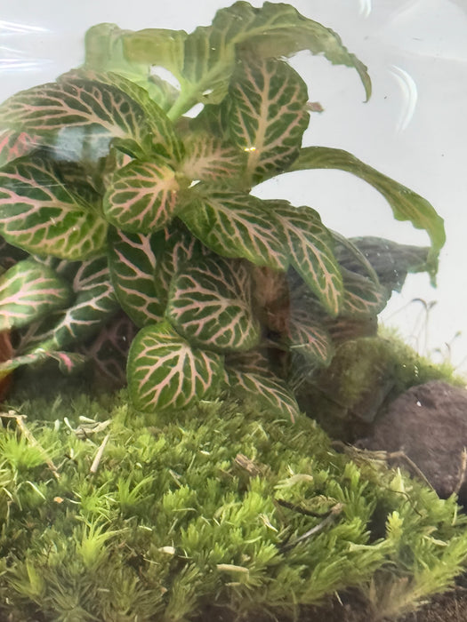 Terrarium Rimini Rini 001 - Fittonia