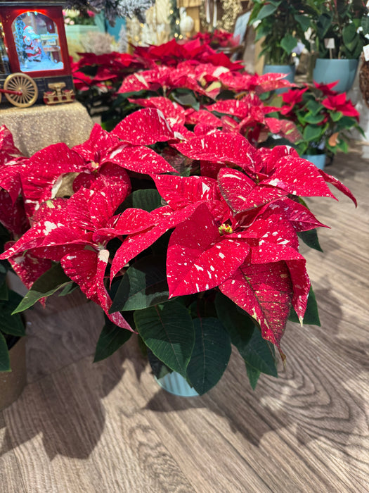 Stella di Natale Variegata - Altezza 55
