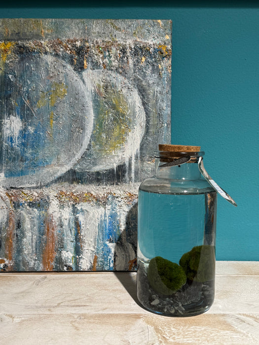 Marimo Alga Giapponese in contenitore in vetro con fondo di sassi.