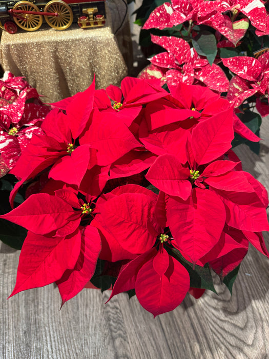 Stella di Natale Rossa - Altezza circa 60 cm.