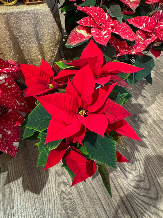 Stella di Natale Rossa - Altezza circa 50 cm.
