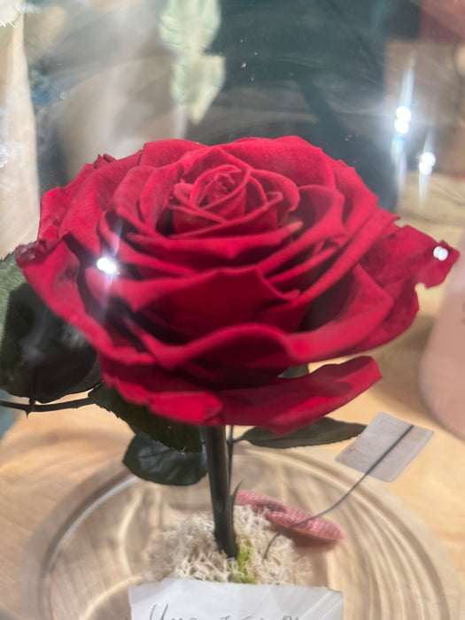 Campana di vetro 25 cm. con rosa stabilizzata