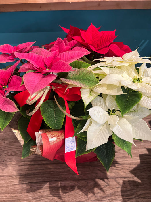 Poinsettia Tris Red-White-Pink Pigmented Height 50
