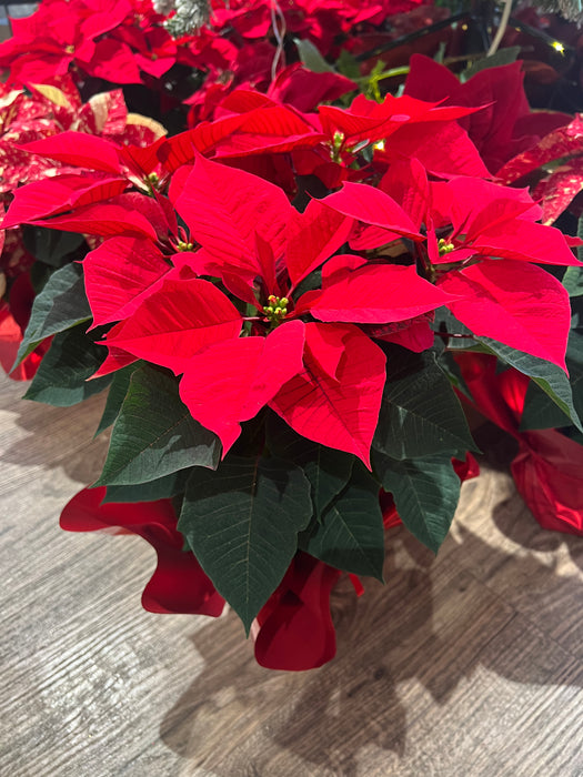 Red Christmas Star - Height 55