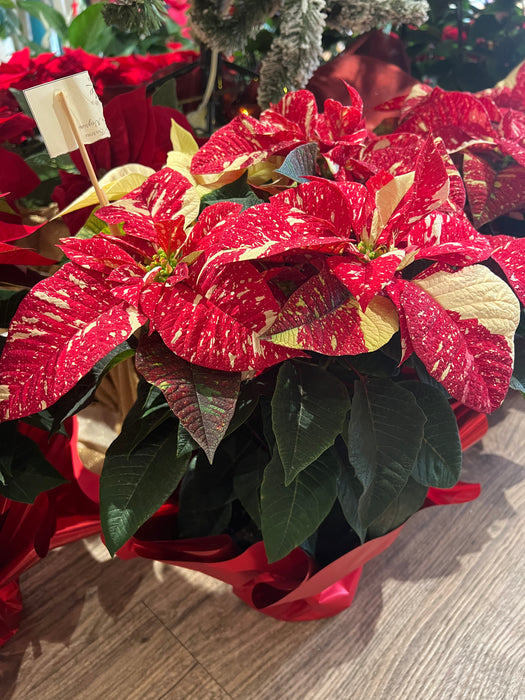 Variegated Christmas Star - Height 55