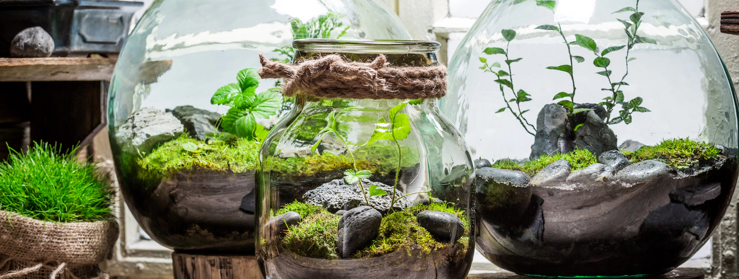 Scopri il fantastico mondo dei Terrarium di piante