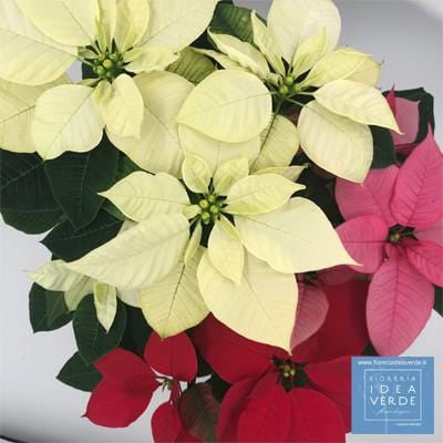 Poinsettia Tris Red-White-Pink Pigmented Height 50