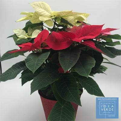 Stella di Natale Tris Rossa-Bianca-Rosa Pigmentata Altezza 50
