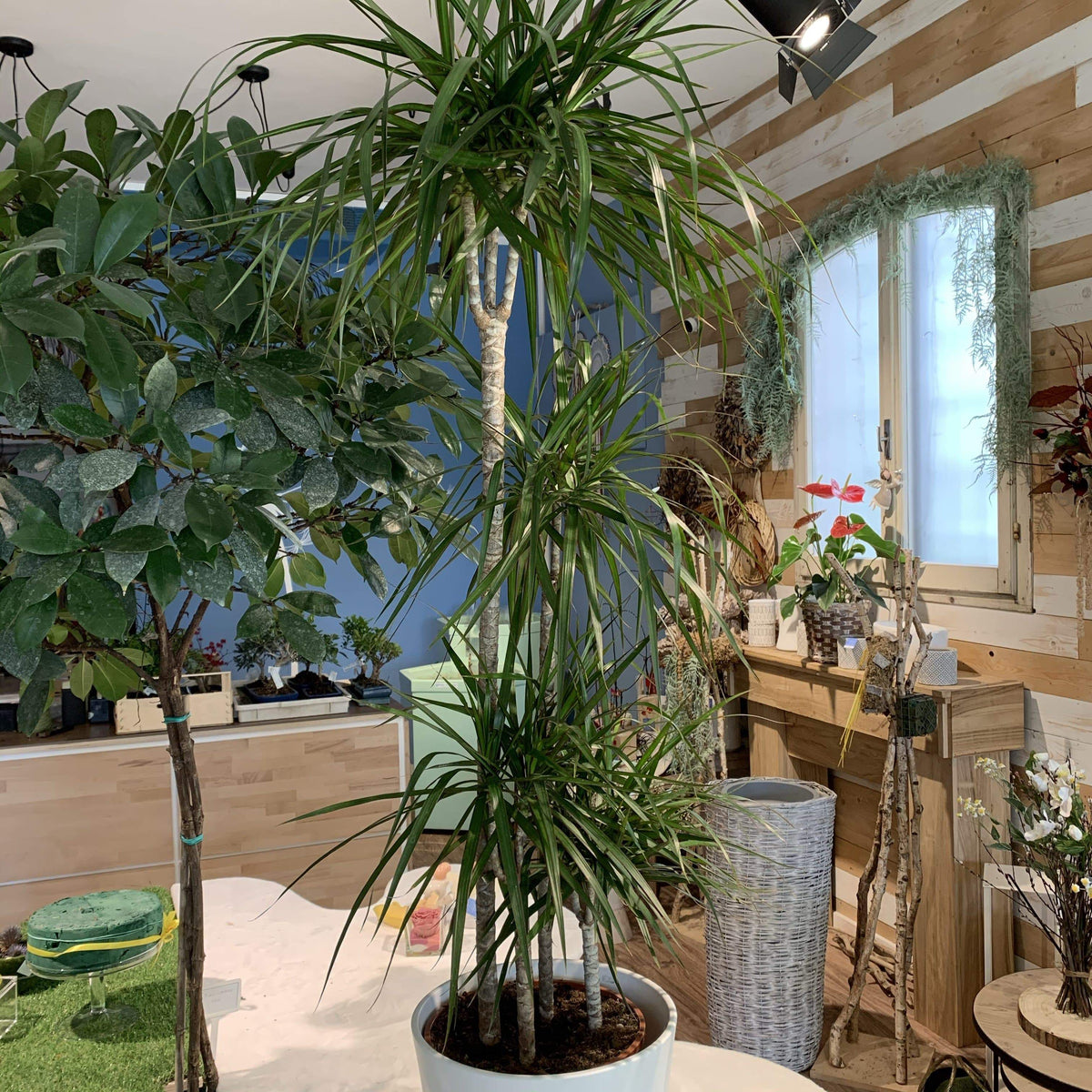 Dracaena marginata