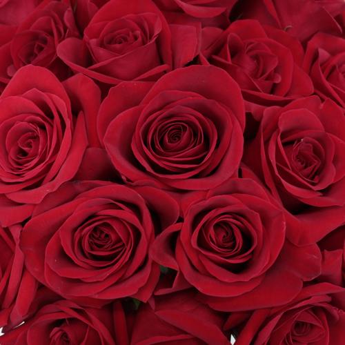 Red Roses "Freedom" 50 cm. quantity of your choice