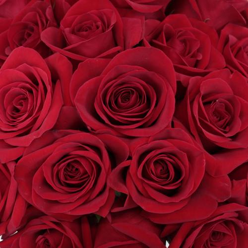 12 Rose Rosse da 50 cm.