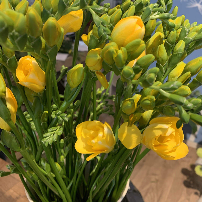 Fresia gialla (olandese) fiori-rimini