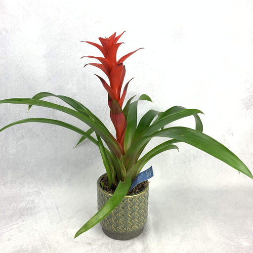 Guzmania 40 cm. fiori-rimini