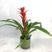 Guzmania 40 cm. fiori-rimini