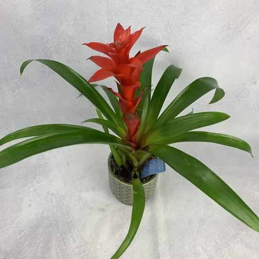 Guzmania 40 cm. fiori-rimini