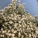 Gypsophila (nebbiolina) fiori-rimini