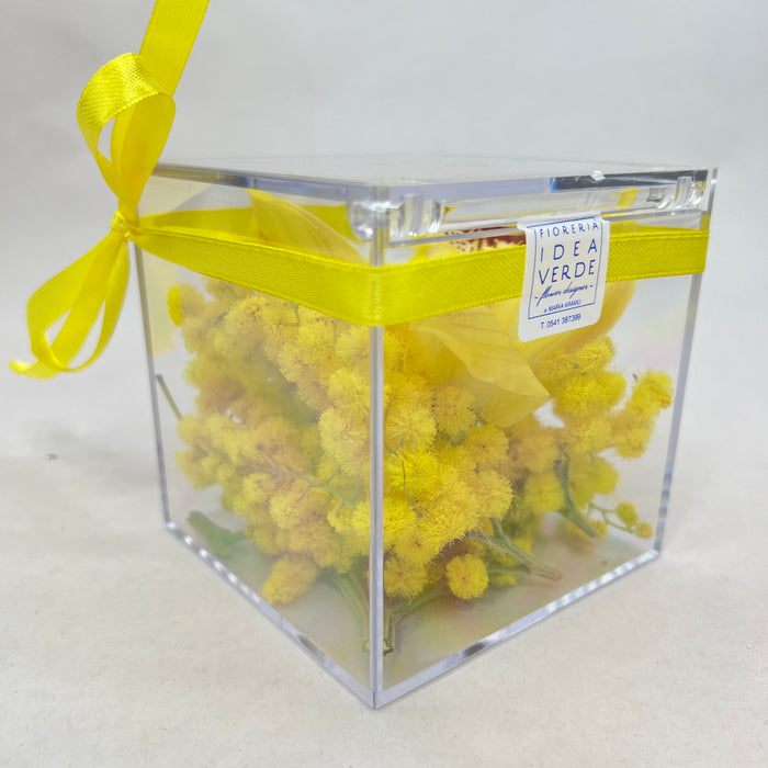 Plexiglas cube with mimosa and Cymbidium orchid flower
