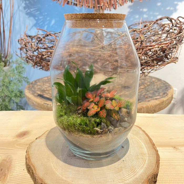 Terrarium 6