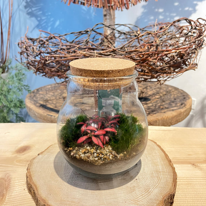 Terrarium 4