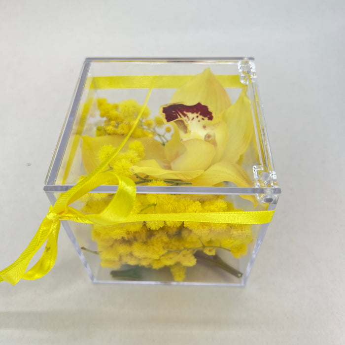 Cubo di plexiglas con mimosa e fiore di orchidea Cymbidium