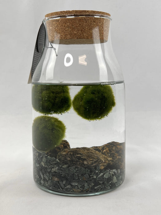 Marimo Alga Giapponese in contenitore in vetro con fondo di sassi.