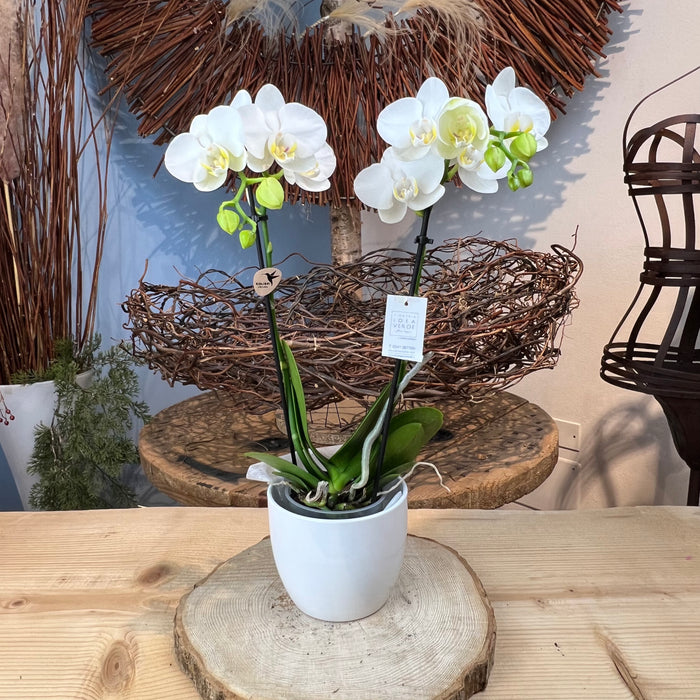 Orchidea Phalaenopsis 2 rami Bianca 48 cm. con vaso