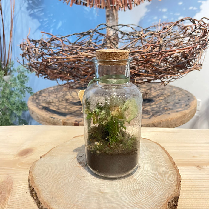 Terrarium 7