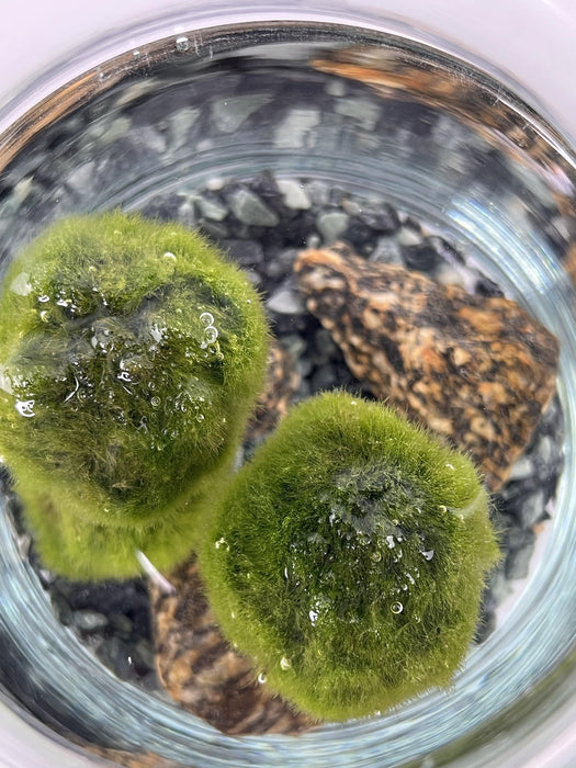 Marimo Alga Giapponese in contenitore in vetro con fondo di sassi.
