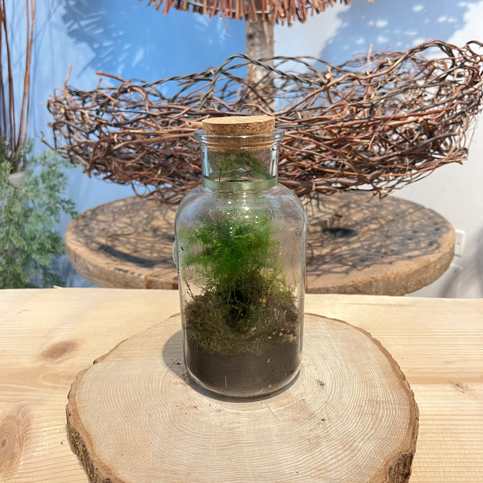 Terrarium 8