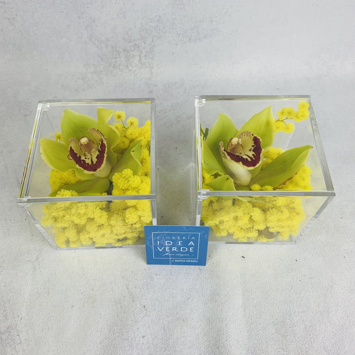 Plexiglas cube with mimosa and Cymbidium orchid flower