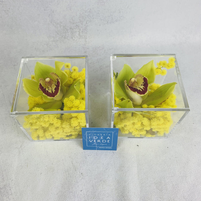 Cubo di plexiglas con mimosa e fiore di orchidea Cymbidium