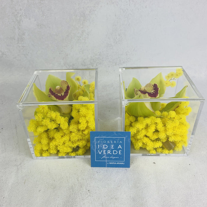Plexiglas cube with mimosa and Cymbidium orchid flower
