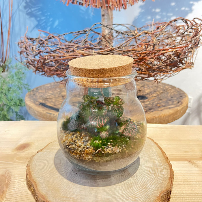 Terrarium 5