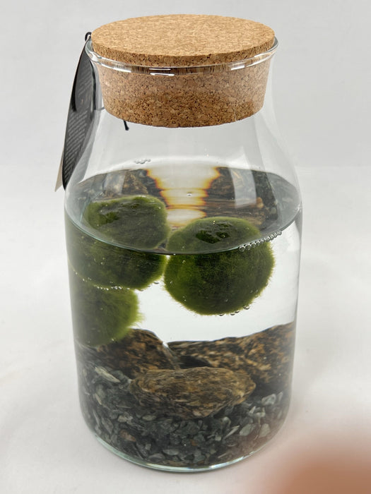 Marimo Alga Giapponese in contenitore in vetro con fondo di sassi.