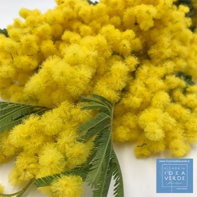 Add Mimosa to our bouquets