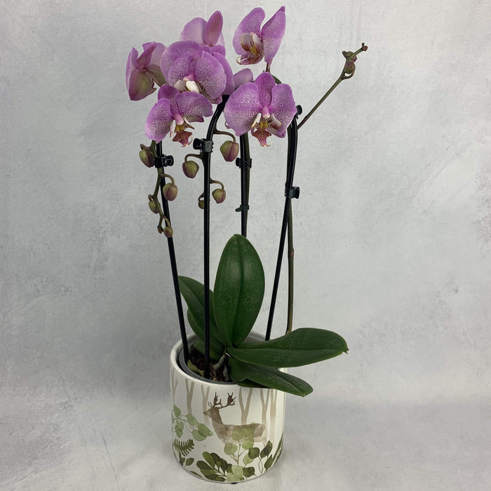 Orchidea Phalaenopsis 2 rami ad arco Rosa/Bianco 48 cm fiori-rimini