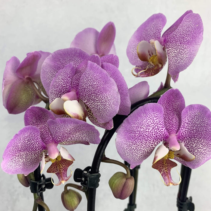 Orchidea Phalaenopsis 2 rami ad arco Rosa/Bianco 48 cm fiori-rimini