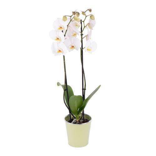 Orchidea Phalaenopsis 2 rami Bianca 70  cm. fiori-rimini