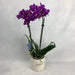 Orchidea Phalaenopsis 2 rami mini Fucsia 40 cm. fiori-rimini