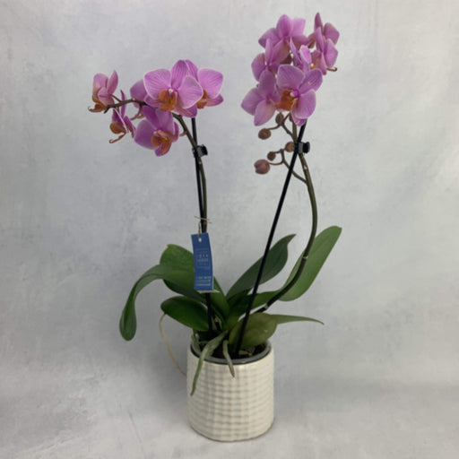 Orchidea Phalaenopsis 2 rami mini Rosa 40 cm fiori-rimini