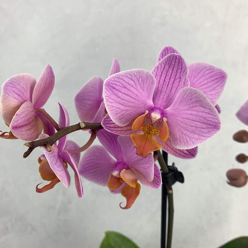 Orchidea Phalaenopsis 2 rami mini Rosa 40 cm fiori-rimini