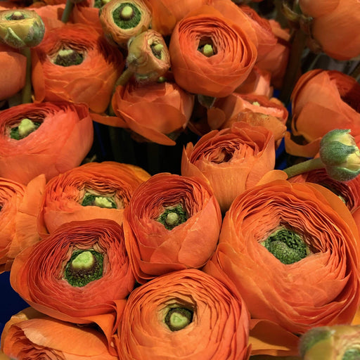 Ranuncolo arancio fiori-rimini