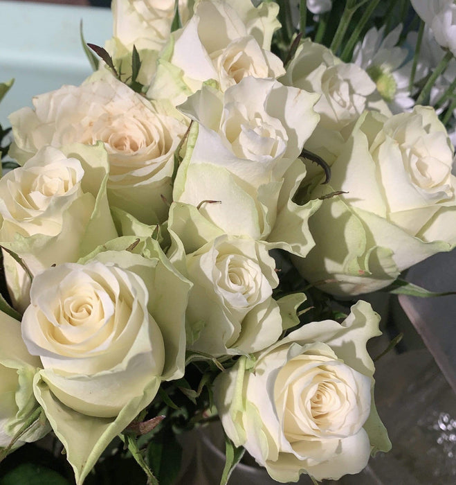 Rosa bianca 50 cm. fiori-rimini