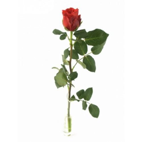 Red Roses "Freedom" 70 cm. quantity of your choice